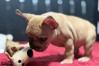 Desmond , a male French Bulldog for sale in Sturgis, MI – 7 of 10