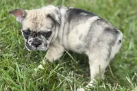 Sadie, a female French Bulldog for sale in Sturgis, MI – 5 of 10