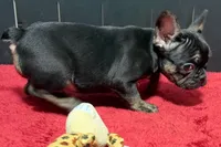 Yarma, a female French Bulldog for sale in Sturgis, MI – 7 of 10