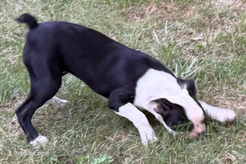 Nyla – Boston Terrier puppy for sale in Sturgis, MI