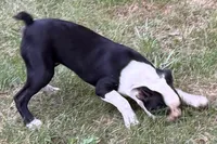 Nyla, a female Boston Terrier for sale in Sturgis, MI – 1 of 4
