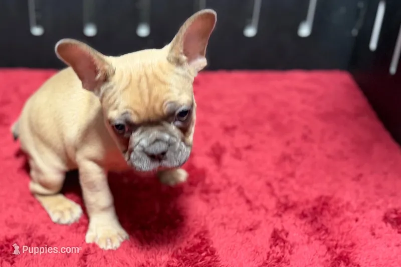 Yack – French Bulldog puppy for sale in Sturgis, MI