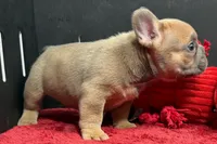 Wyman, a male French Bulldog for sale in Sturgis, MI – 7 of 10