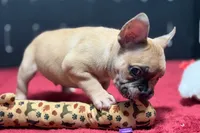 Desmond , a male French Bulldog for sale in Sturgis, MI – 10 of 10