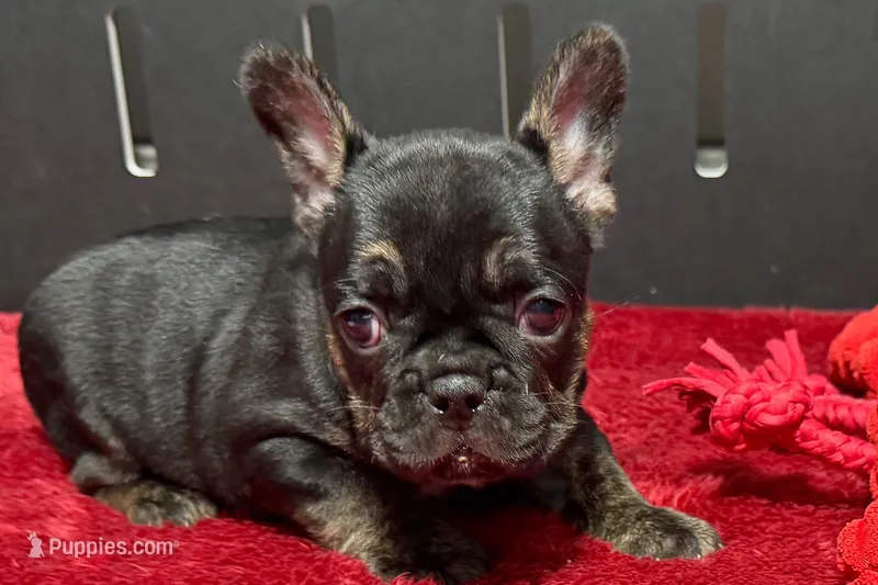 Yarma – French Bulldog puppy for sale in Sturgis, MI