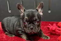 Yarma, a  French Bulldog for sale in Sturgis, MI – 1 of 6