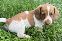 Master, a female Dachshund for sale in Sturgis, MI – 5 of 6