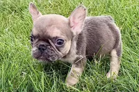 April, a female French Bulldog for sale in Sturgis, MI – 5 of 9