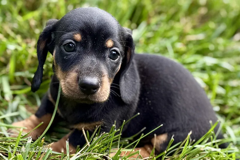 Winston – Dachshund puppy for sale in Sturgis, MI