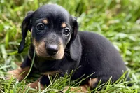 Winston, a male Dachshund for sale in Sturgis, MI – 1 of 10