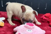 Yack, a  French Bulldog for sale in Sturgis, MI – 4 of 6