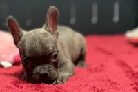 Dexter, a male French Bulldog for sale in Sturgis, MI – 3 of 10