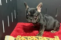Yarma , a female French Bulldog for sale in Sturgis, MI – 9 of 10