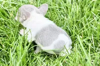 Jax, a male French Bulldog for sale in Sturgis, MI – 4 of 9