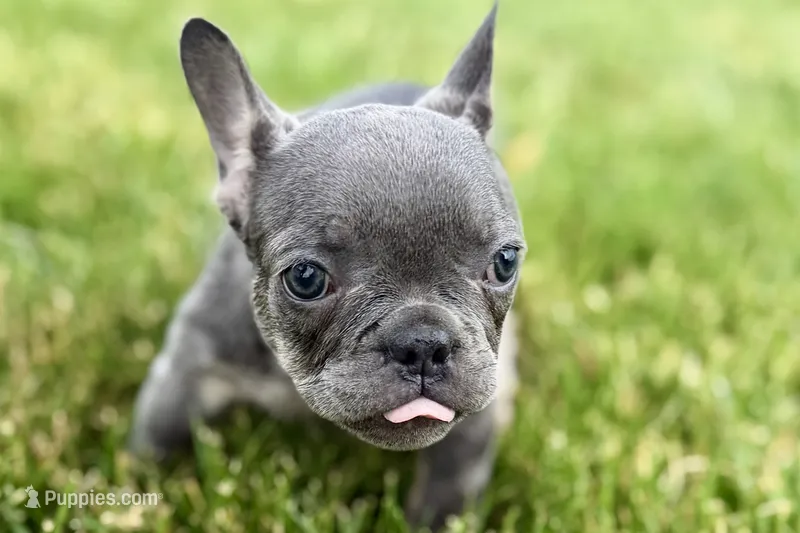 Emmy – French Bulldog puppy for sale in Sturgis, MI