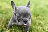 Emmy, a female French Bulldog for sale in Sturgis, MI – 1 of 8