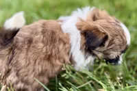 Vivi, a female Shih Tzu for sale in Sturgis, MI – 6 of 10