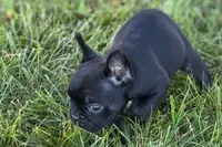 Alice , a female French Bulldog for sale in Sturgis, MI – 6 of 10