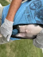 Nico, a female Boston Terrier for sale in Sturgis, MI – 6 of 9