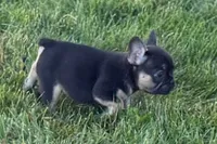 Coco, a female French Bulldog for sale in Sturgis, MI – 8 of 9