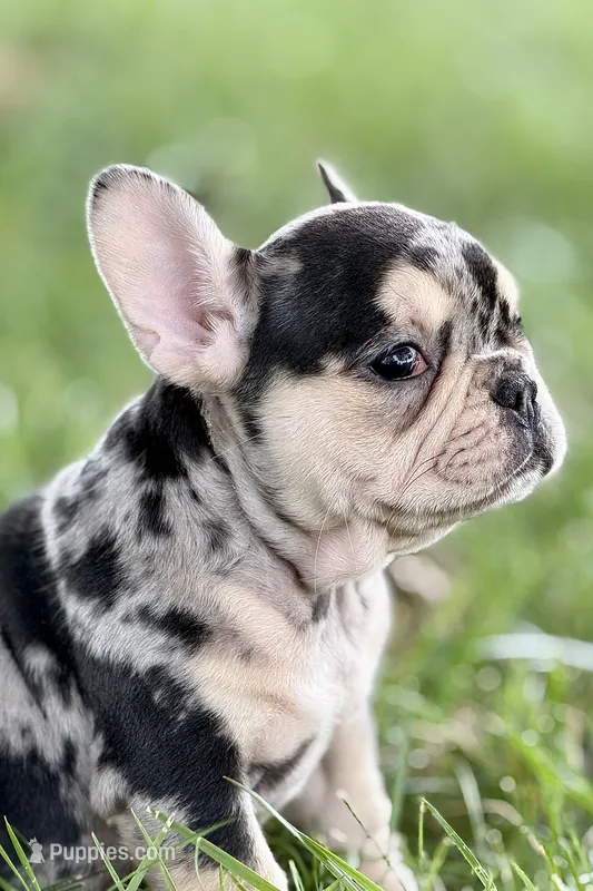 Abby – French Bulldog puppy for sale in Sturgis, MI