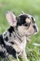 Abby, a female French Bulldog for sale in Sturgis, MI – 1 of 9
