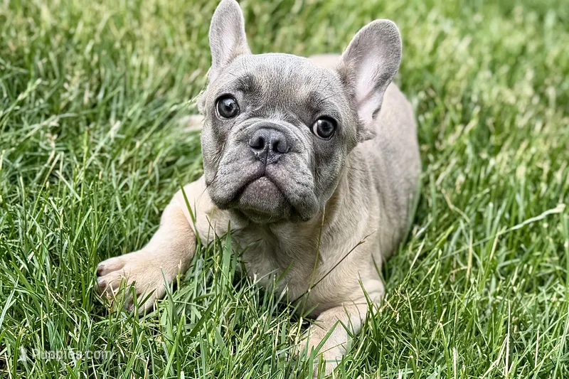 Elvis – French Bulldog puppy for sale in Sturgis, MI