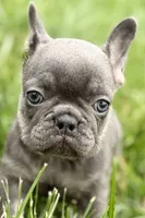 Kenzie, a female French Bulldog for sale in Sturgis, MI – 3 of 10