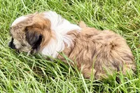 Vivi, a female Shih Tzu for sale in Sturgis, MI – 4 of 10