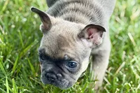 Star, a female French Bulldog for sale in Sturgis, MI – 2 of 10