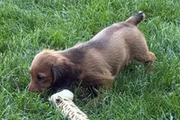 Moya , a female Dachshund for sale in Sturgis, MI – 3 of 10
