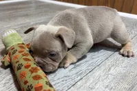 Pistol, a male French Bulldog for sale in Sturgis, MI – 4 of 10