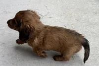 Moya , a female Dachshund for sale in Sturgis, MI – 4 of 7