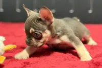 Dean, a male French Bulldog for sale in Sturgis, MI – 9 of 10