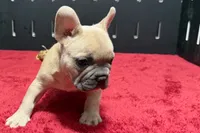 Luke, a male French Bulldog for sale in Sturgis, MI – 2 of 10