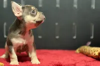 Dean, a male French Bulldog for sale in Sturgis, MI – 3 of 10