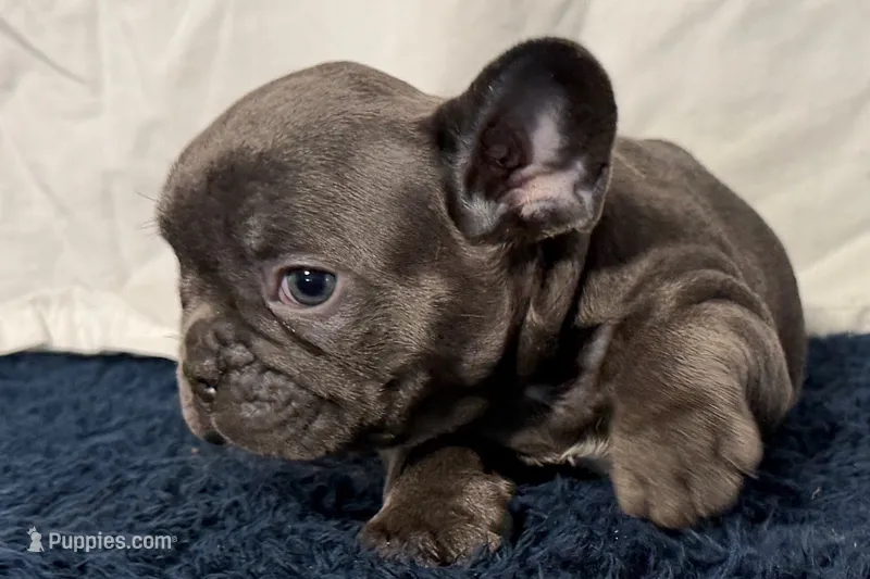 Finbar – French Bulldog puppy for sale in Sturgis, MI