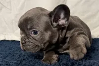 Finbar, a male French Bulldog for sale in Sturgis, MI – 1 of 10