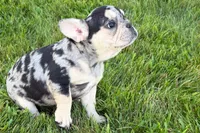 Abby, a female French Bulldog for sale in Sturgis, MI – 4 of 9
