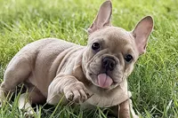 Flutter, a female French Bulldog for sale in Sturgis, MI – 5 of 10