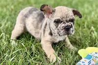 Scooter, a male French Bulldog for sale in Sturgis, MI – 6 of 9