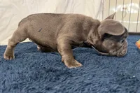 Finbar, a male French Bulldog for sale in Sturgis, MI – 4 of 10