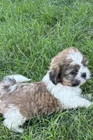 Idol, a male Shih Tzu for sale in Sturgis, MI – 4 of 8