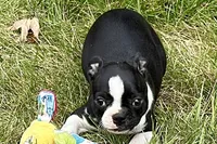 Lexi, a female Boston Terrier for sale in Sturgis, MI – 5 of 8