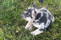 Calvin, a male French Bulldog for sale in Sturgis, MI – 9 of 10