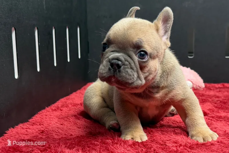 Wyman – French Bulldog puppy for sale in Sturgis, MI