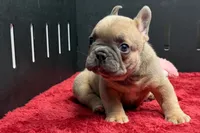 Wyman, a male French Bulldog for sale in Sturgis, MI – 1 of 10
