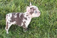 Alvin, a male French Bulldog for sale in Sturgis, MI – 8 of 9