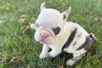 Ona , a female French Bulldog for sale in Sturgis, MI – 9 of 9