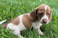 Martha , a female Dachshund for sale in Sturgis, MI – 3 of 6